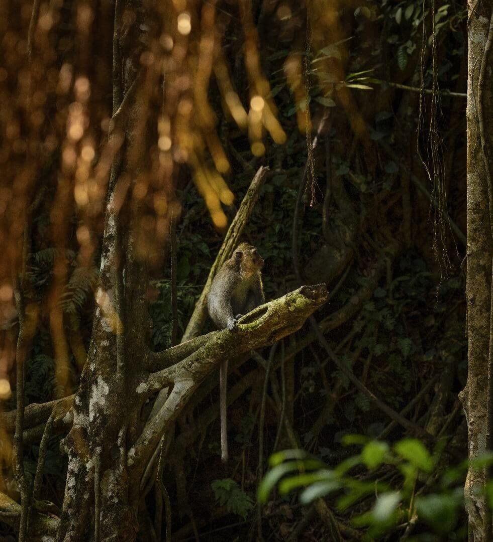 The Sacred Monkey Forest