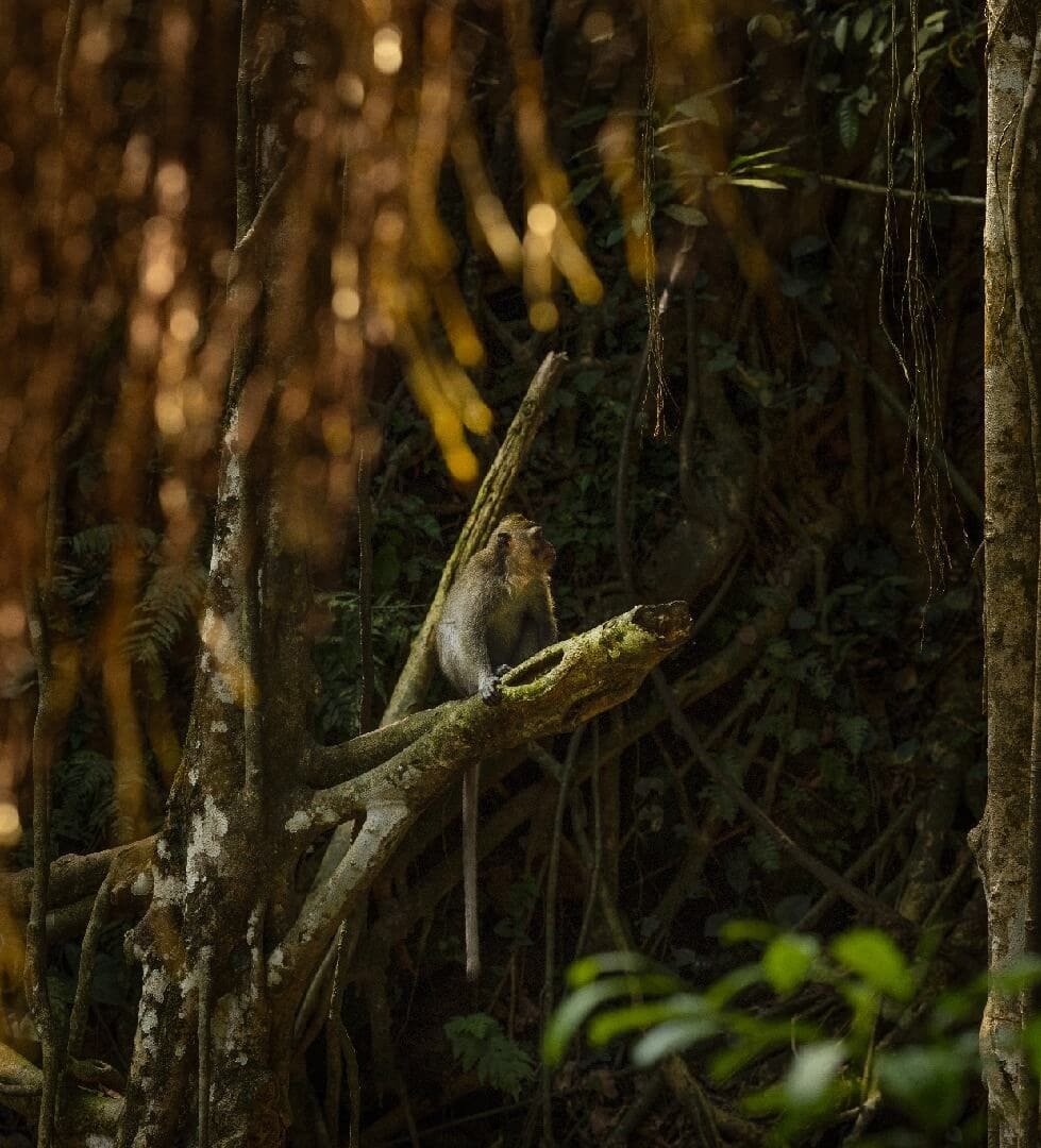 The Sacred Monkey Forest